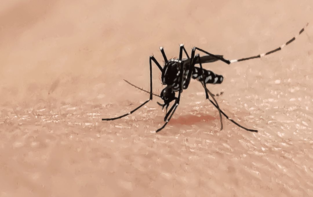 O que as últimas pesquisas dizem sobre a vacina da Dengue em adolescentes