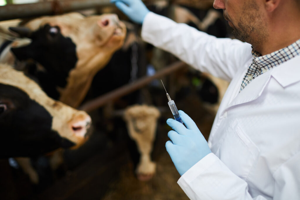 vacas alinhadas prestes a receber vacina